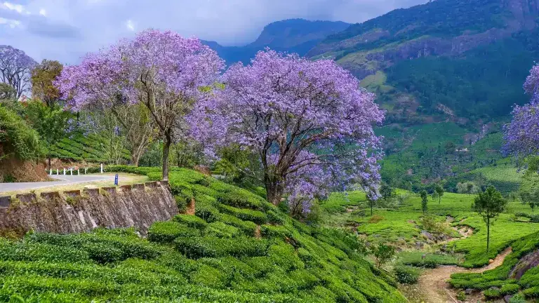munnar blooms blue 1743492906_7c09c3cad2add1e5fa89